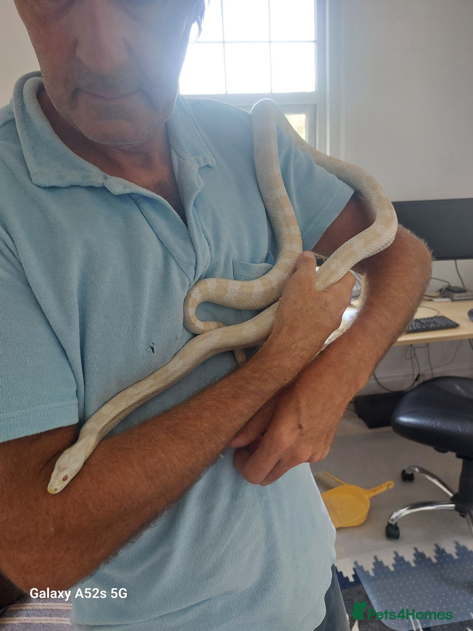 Corn Snake reptiles Snow corn snake plus vivarium. Very tame and calm. - Advert 1