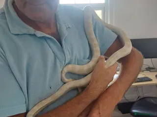 Corn Snake reptiles Snow corn snake plus vivarium. Very tame and calm. - Advert 1