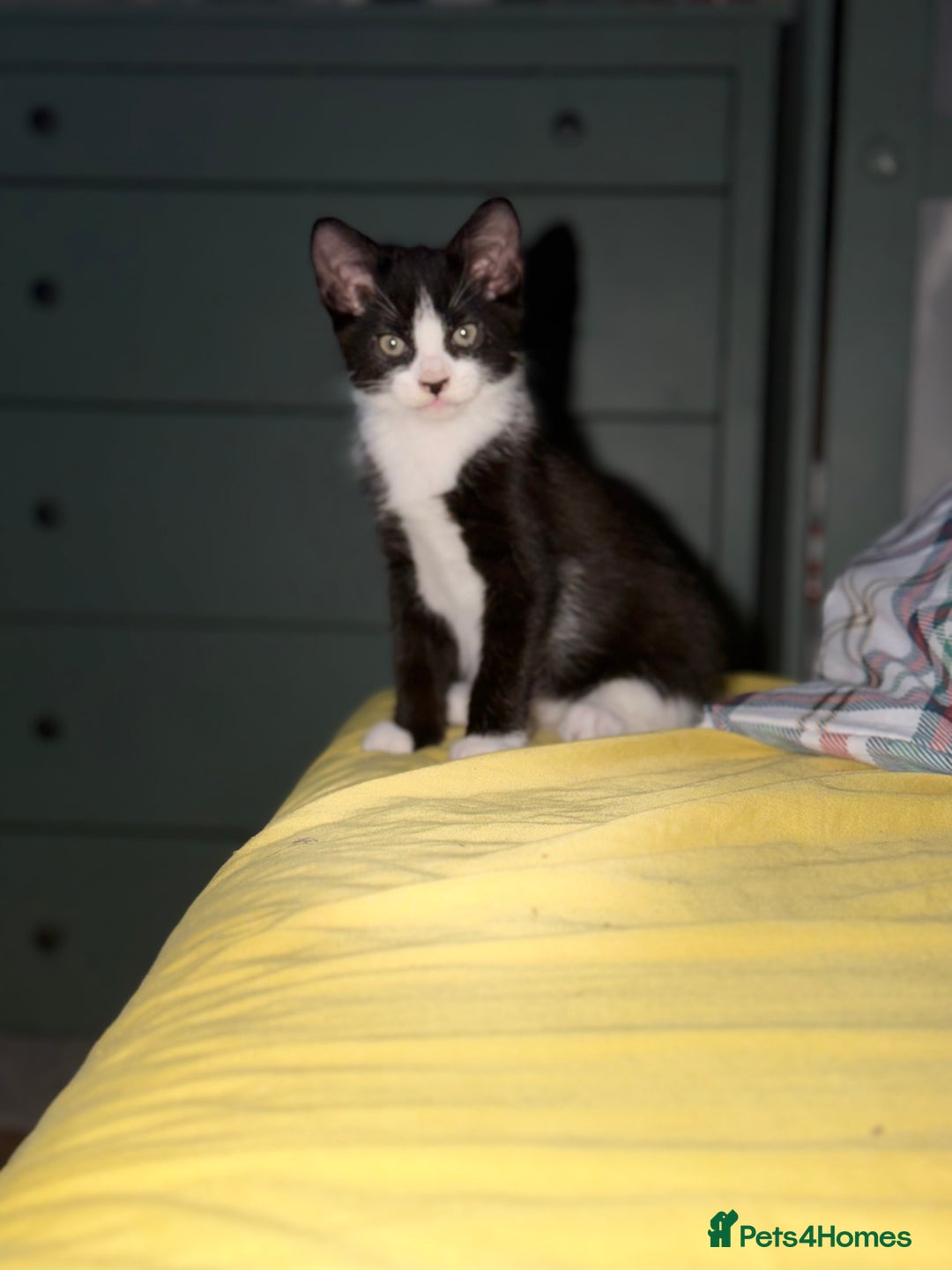 Mixed Breed cats for sale: 2 female an one male - Image 9