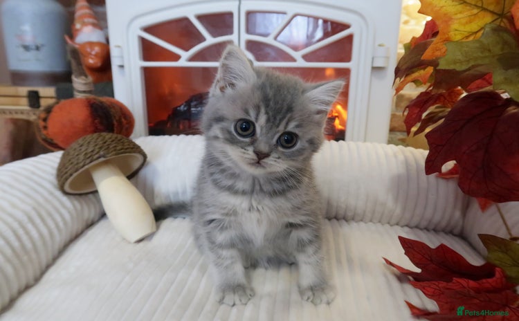 British Shorthair cats - Advert 14