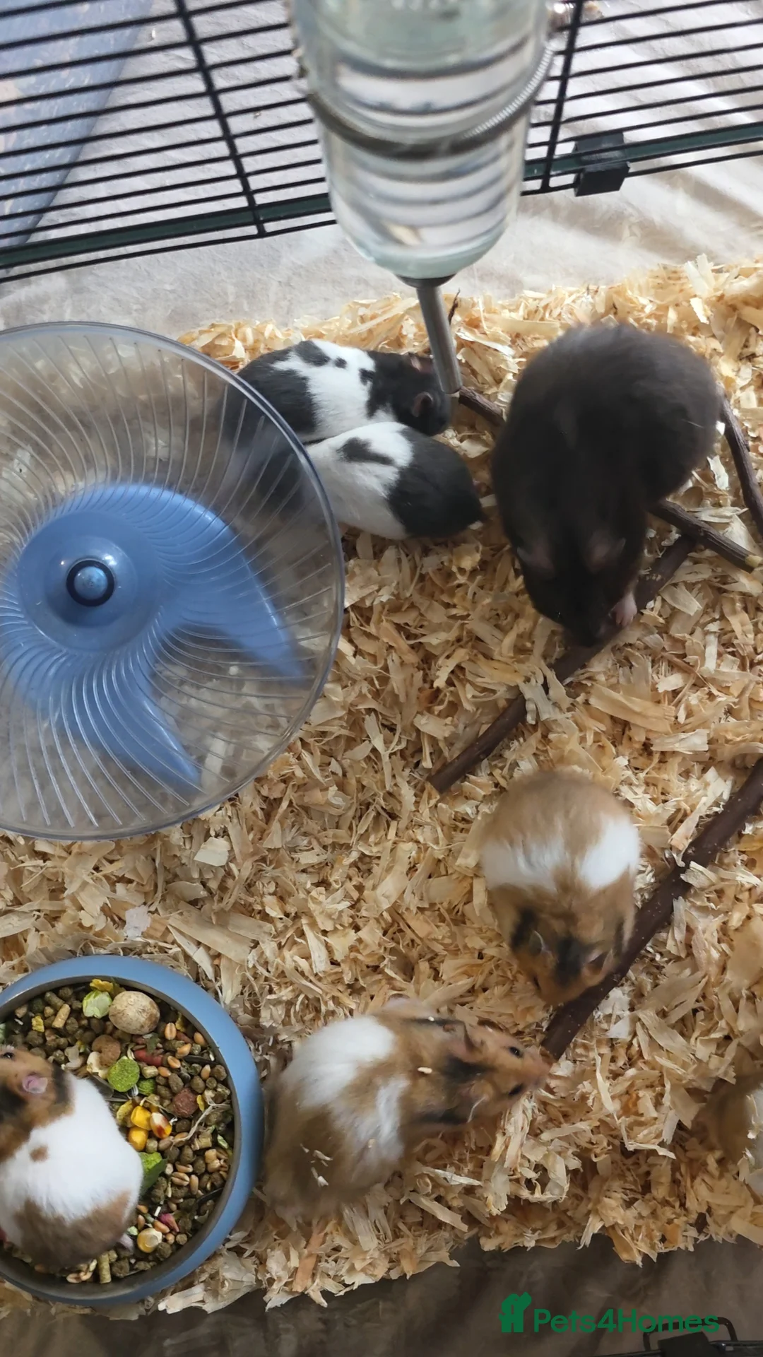 Hamster rodents for sale: Syrian hamsters various colours and genders - Advert 10