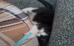 Domestic Shorthair cats for sale: Kittens for sale, READY TO GO NOW!  - Image 8