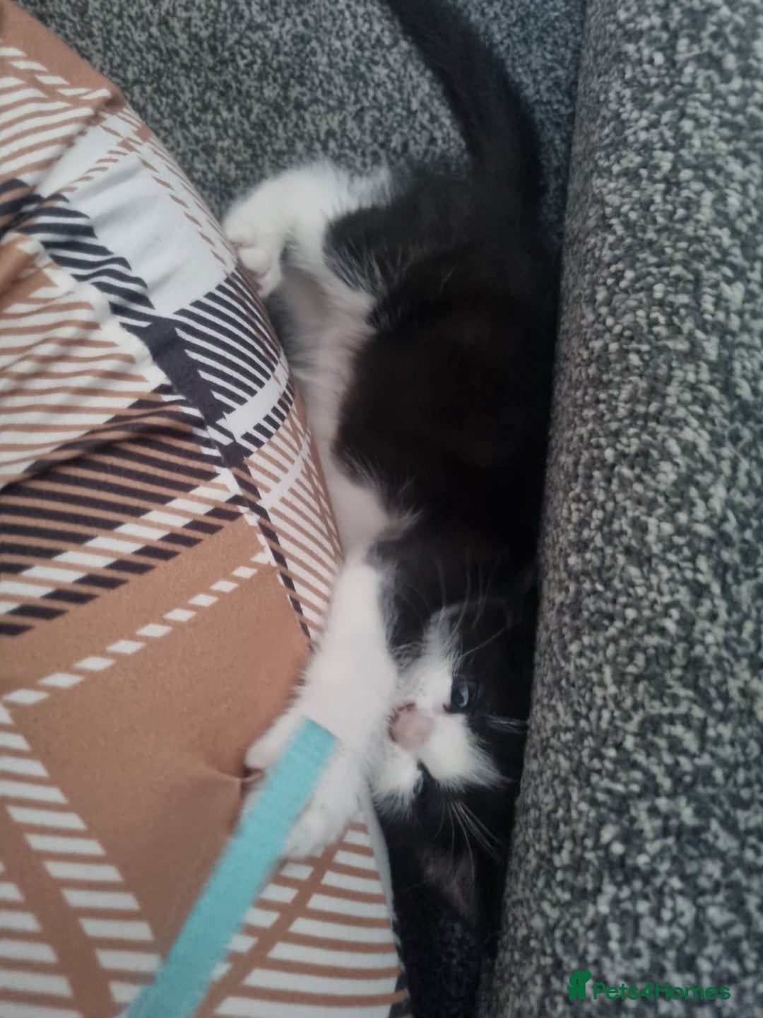 Domestic Shorthair cats for sale: Kittens for sale, READY TO GO NOW!  - Image 8