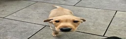Labrador Retriever dogs for sale: Working Labrador puppies  - Advert 3