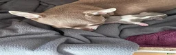 Chihuahua dogs for sale: Lilac girl in Grimsby - Advert 4