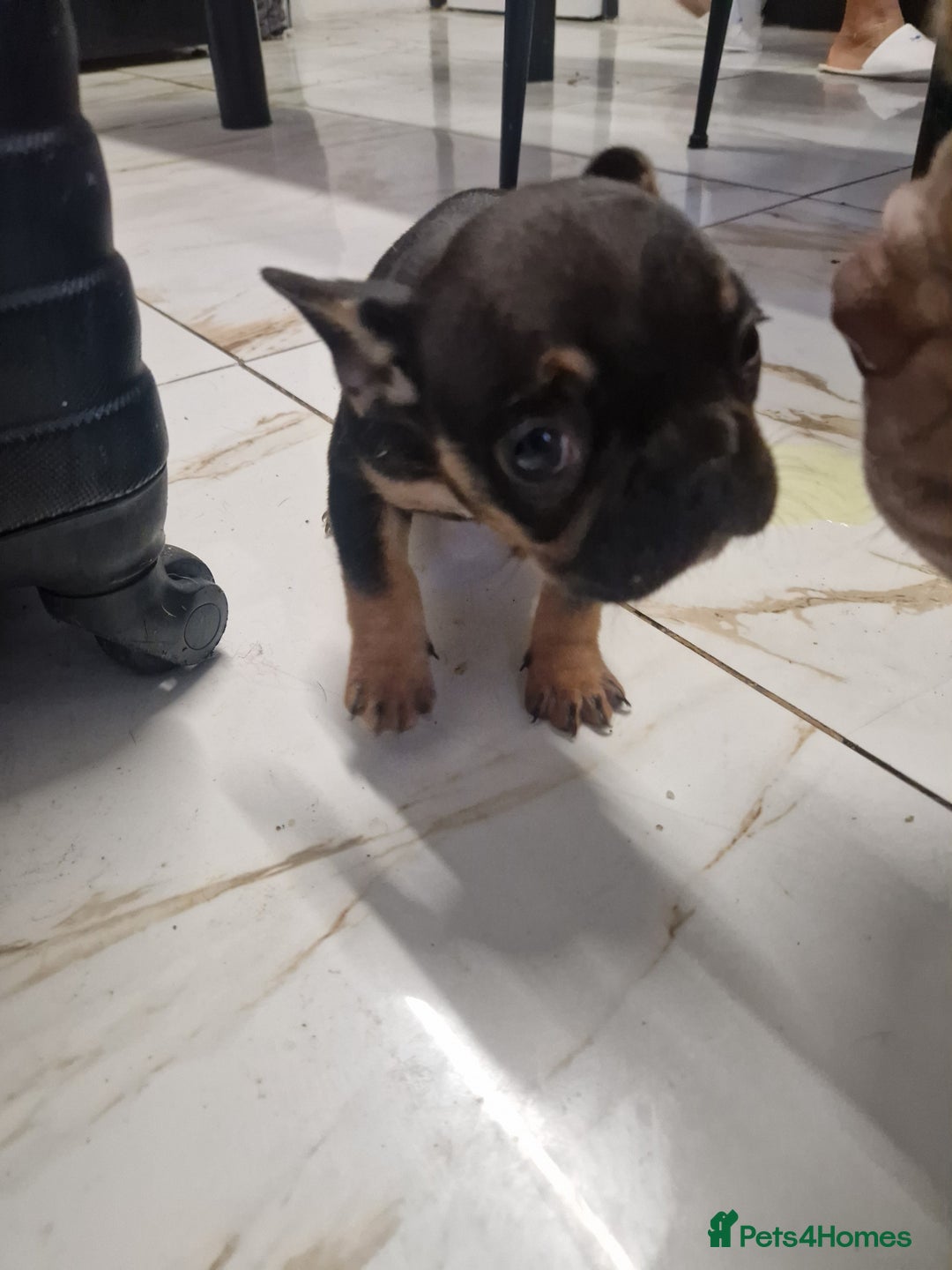 French Bulldog dogs for sale: Exotic French bulldog  - Advert 3