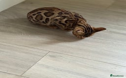 Bengal cats for sale: Bengals kitten  - Advert 7