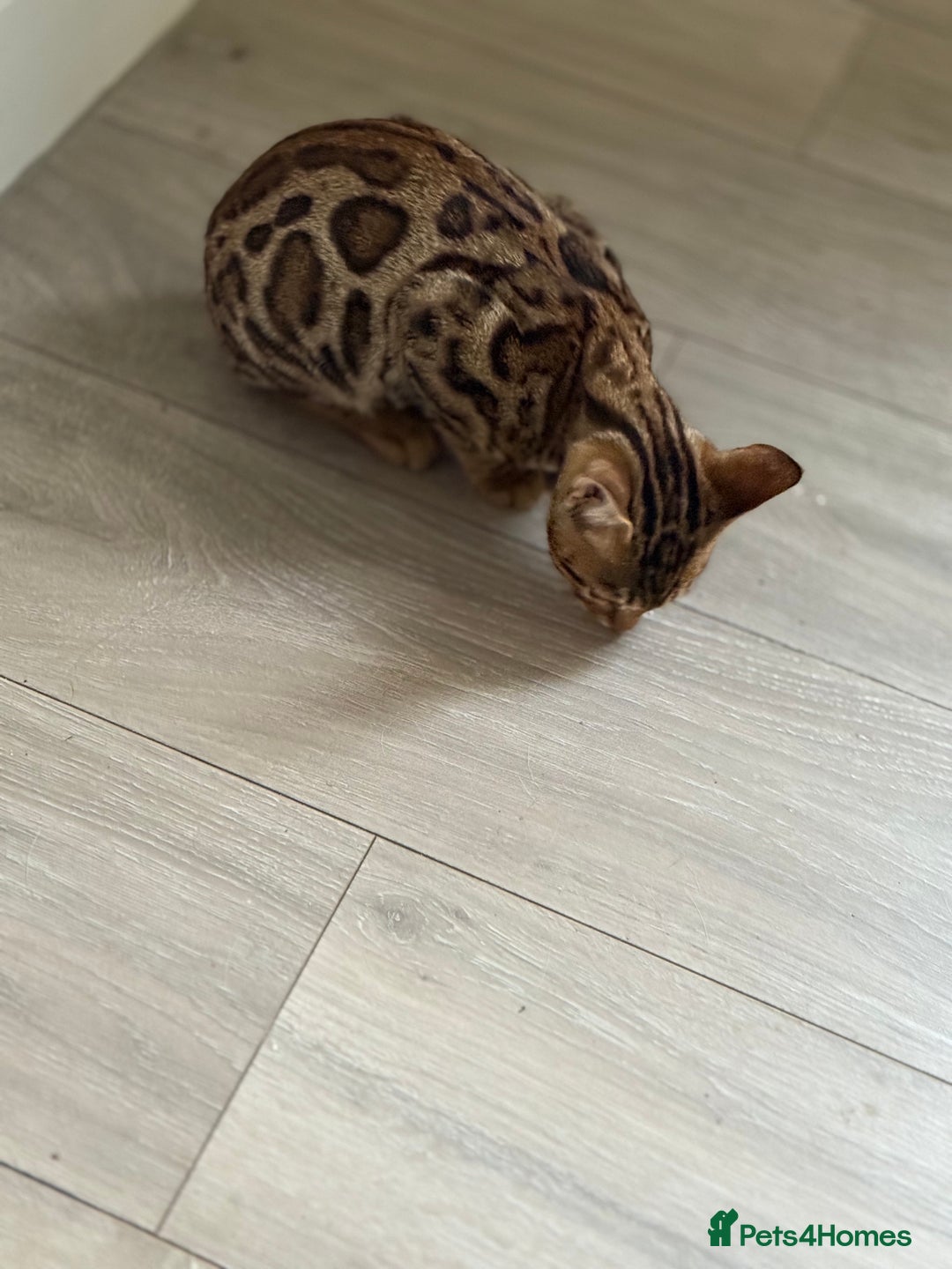 Bengal cats for sale: Bengals kitten  - Advert 7