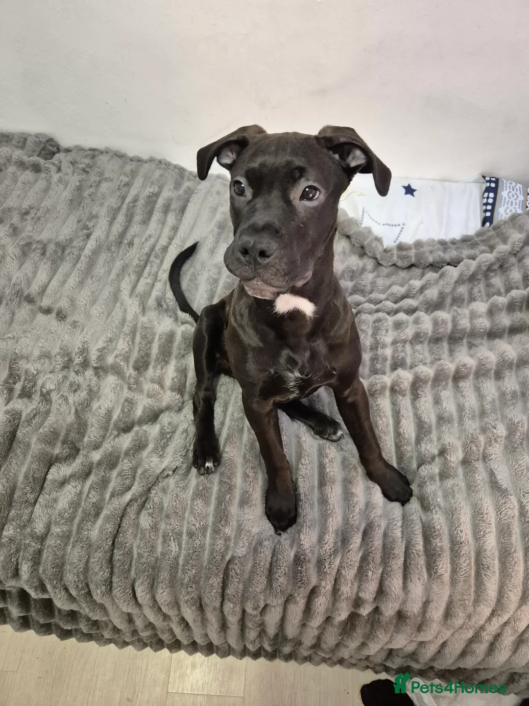 Mixed Breed dogs for sale: Bullmastiff Cross Puppies  - Advert 29