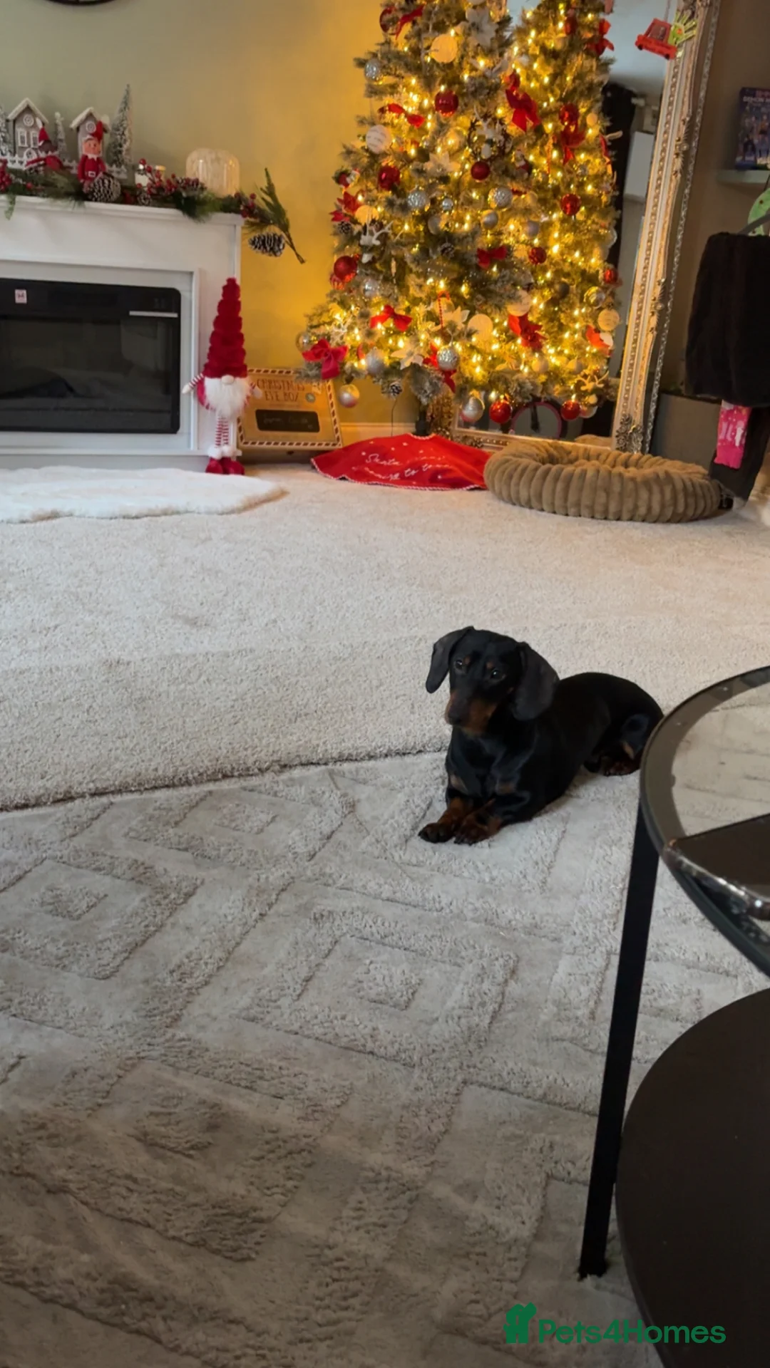 Miniature Dachshund dogs for stud:  STUD, Joey our beautiful Black and Tan dachshund in Merthyr Tydfil - Advert 2