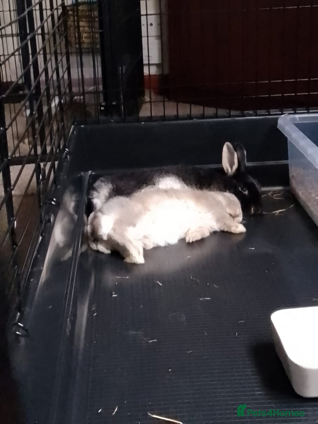 Mixed Breed rabbits for sale: Gorgeous Bunnies - Advert 3