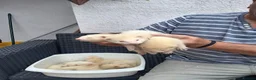 Ferret rodents for sale: Greyhound  ferrets in Worcester - Advert 4