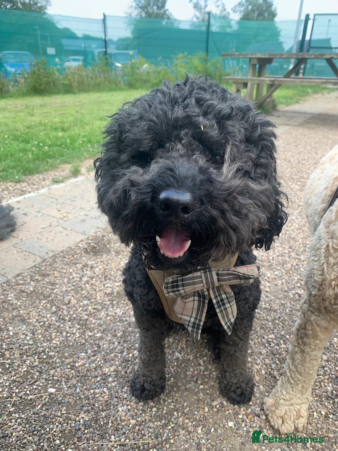 Labradoodle dogs for stud: Mini Doodle stud extensively DNA checked in Warrington - Advert 8