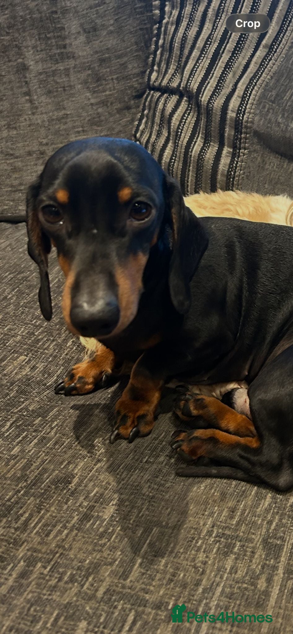 Dachshund dogs 2 Year Old Lincoln - Advert 2