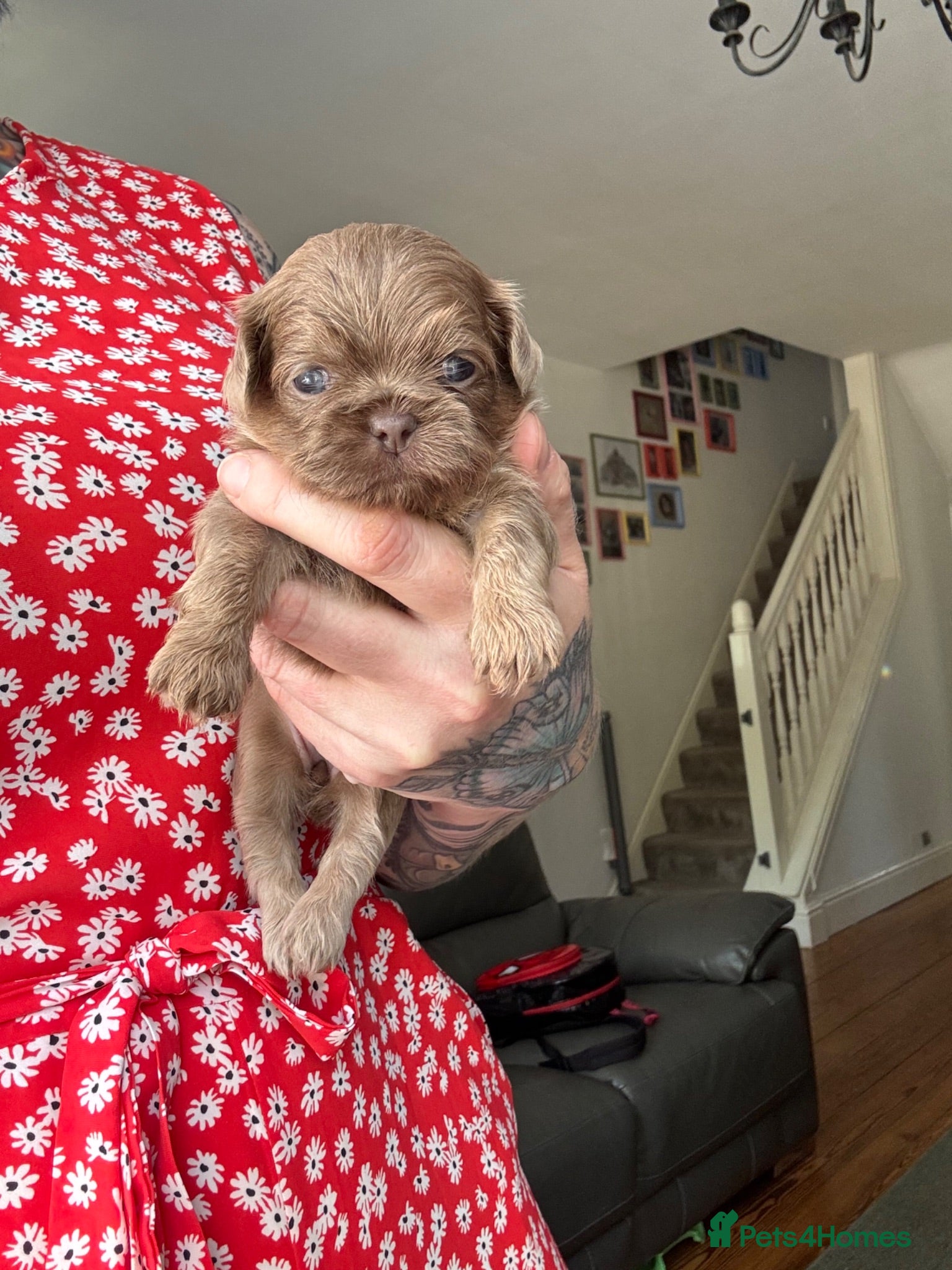 Shih Tzu dogs Lavender Imperial Shih Tzu Boys  - Advert 3