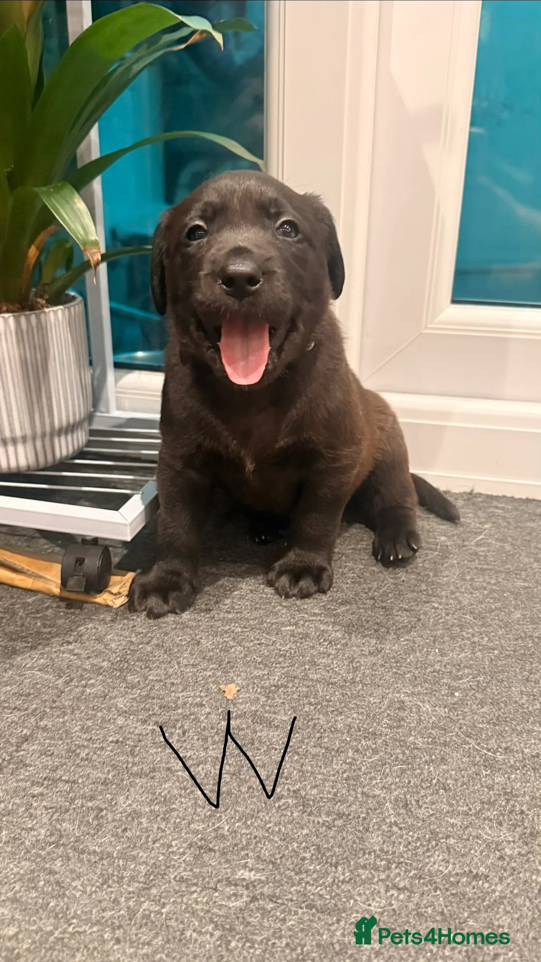 Labrador Retriever dogs for sale: 🐾💛 Looking for their forever family… 💛🐾 - Advert 2