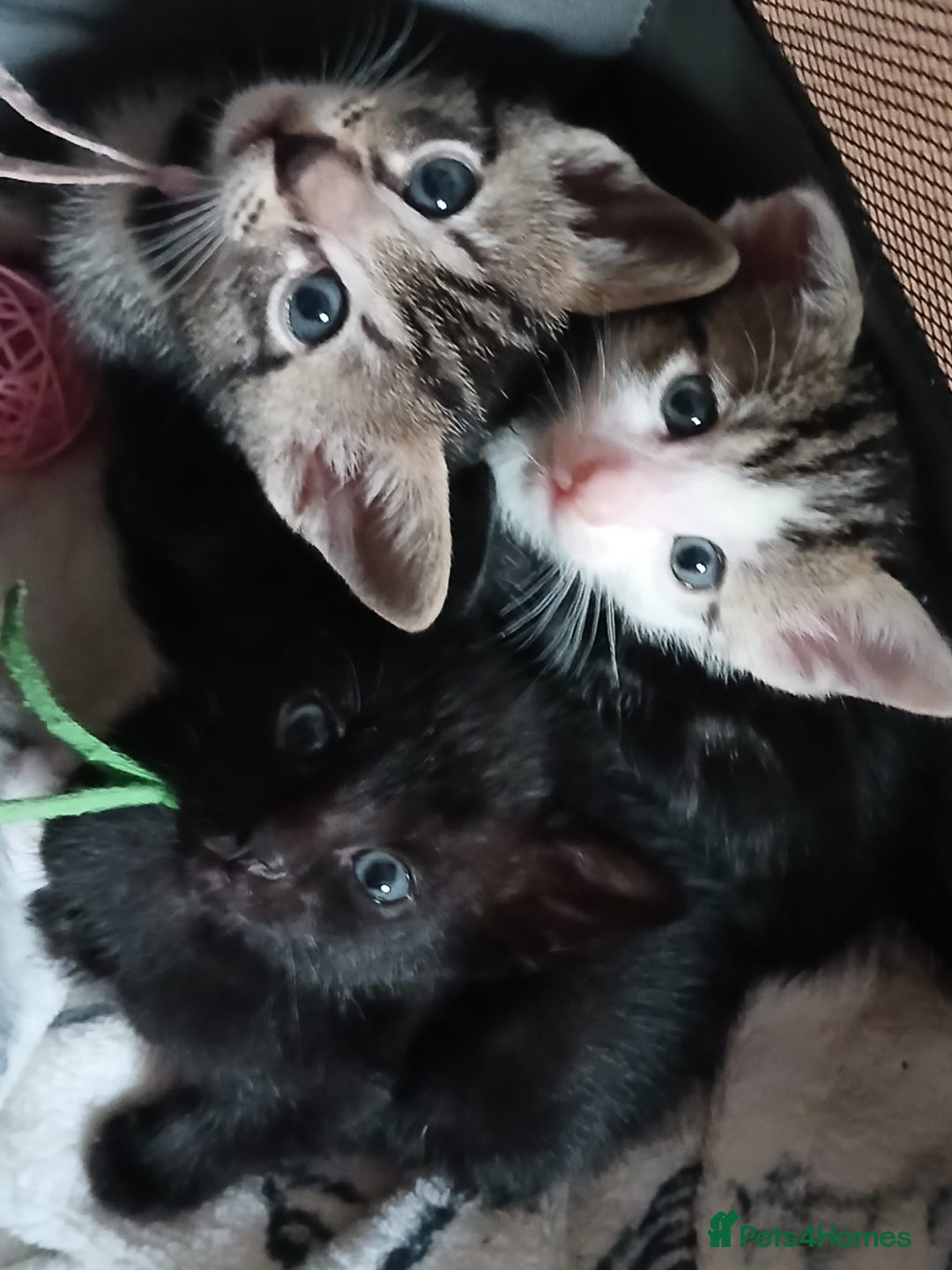 Mixed Breed cats for sale: Blue point siamese x domestic cat - Image 17