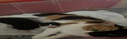 Mixed Breed cats for sale: Two litters of two cats in Coventry - Advert 13