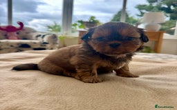 Shih Tzu dogs for sale: Beautiful Female Shih Tzu Puppy - ready 10/10 🖤 - Image 2