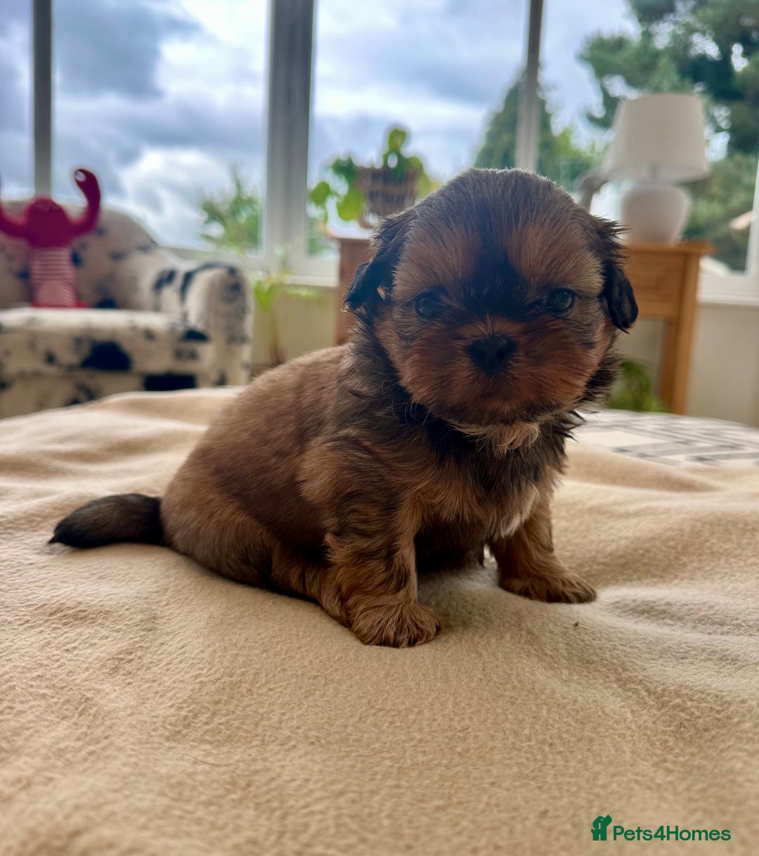 Shih Tzu dogs for sale: Beautiful Female Shih Tzu Puppy - ready 10/10 🖤 - Image 2