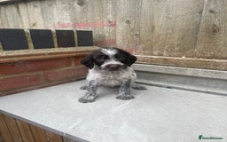 Mixed Breed dogs for sale: English springer spaniel X wire-haired pointer pup - Image 9