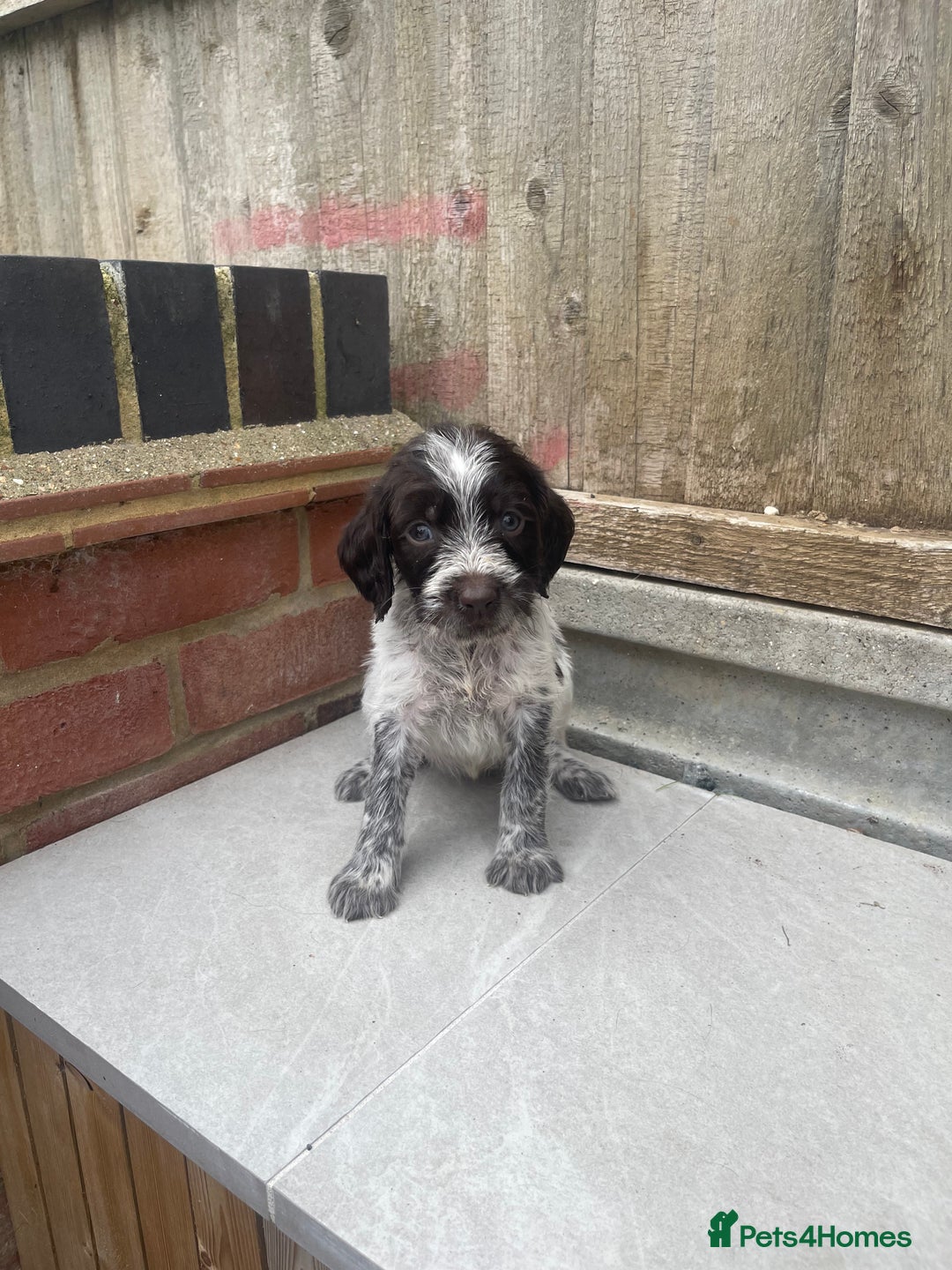 Mixed Breed dogs for sale: English springer spaniel X wire-haired pointer pup - Image 9