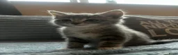 Ragdoll cats for sale: 5 gorgeous ragdoll mixed kittens - Advert 3