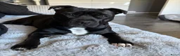 Staffordshire Bull Terrier dogs for sale: KC Registered Staffordshire Bull Terrier Puppies - Advert 4