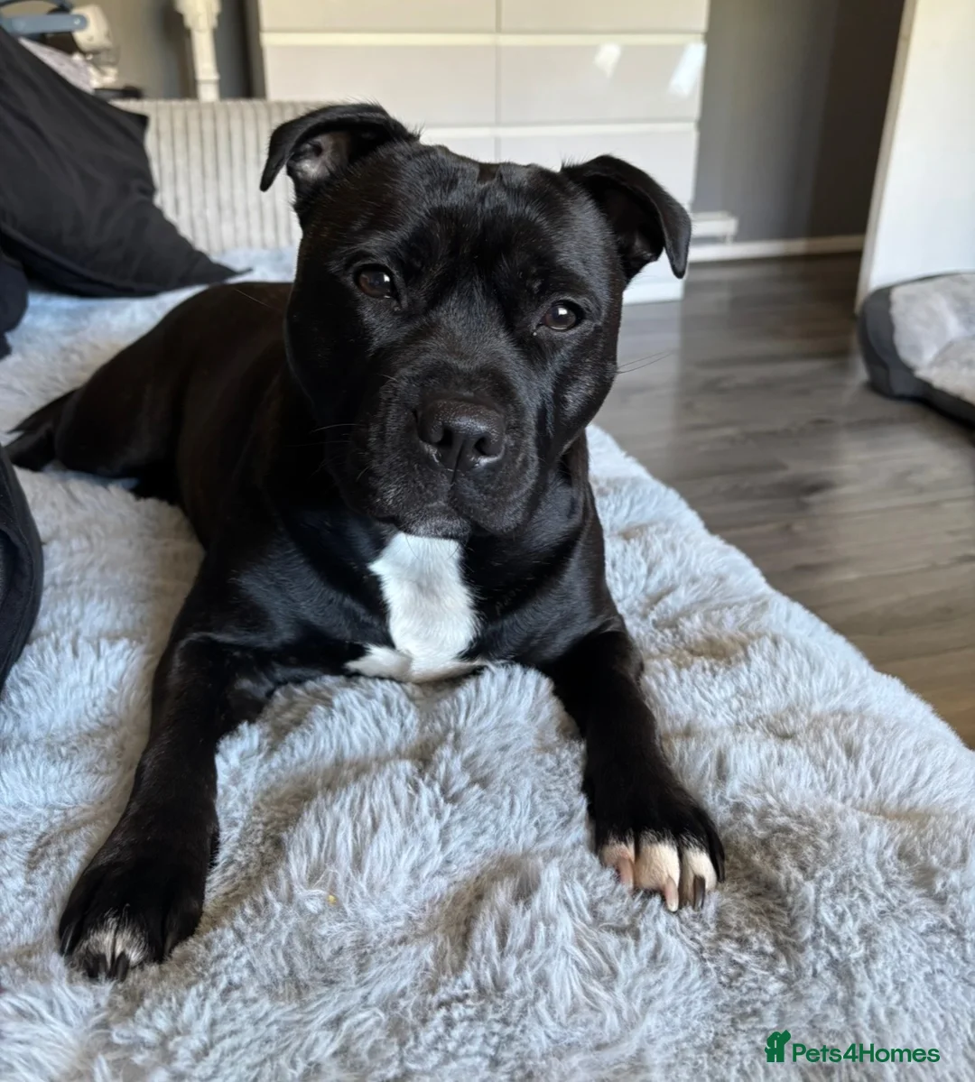 Staffordshire Bull Terrier dogs for sale: KC Registered Staffordshire Bull Terrier Puppies - Advert 4