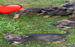 German Shepherd dogs for sale: German shepherd  - Image 4