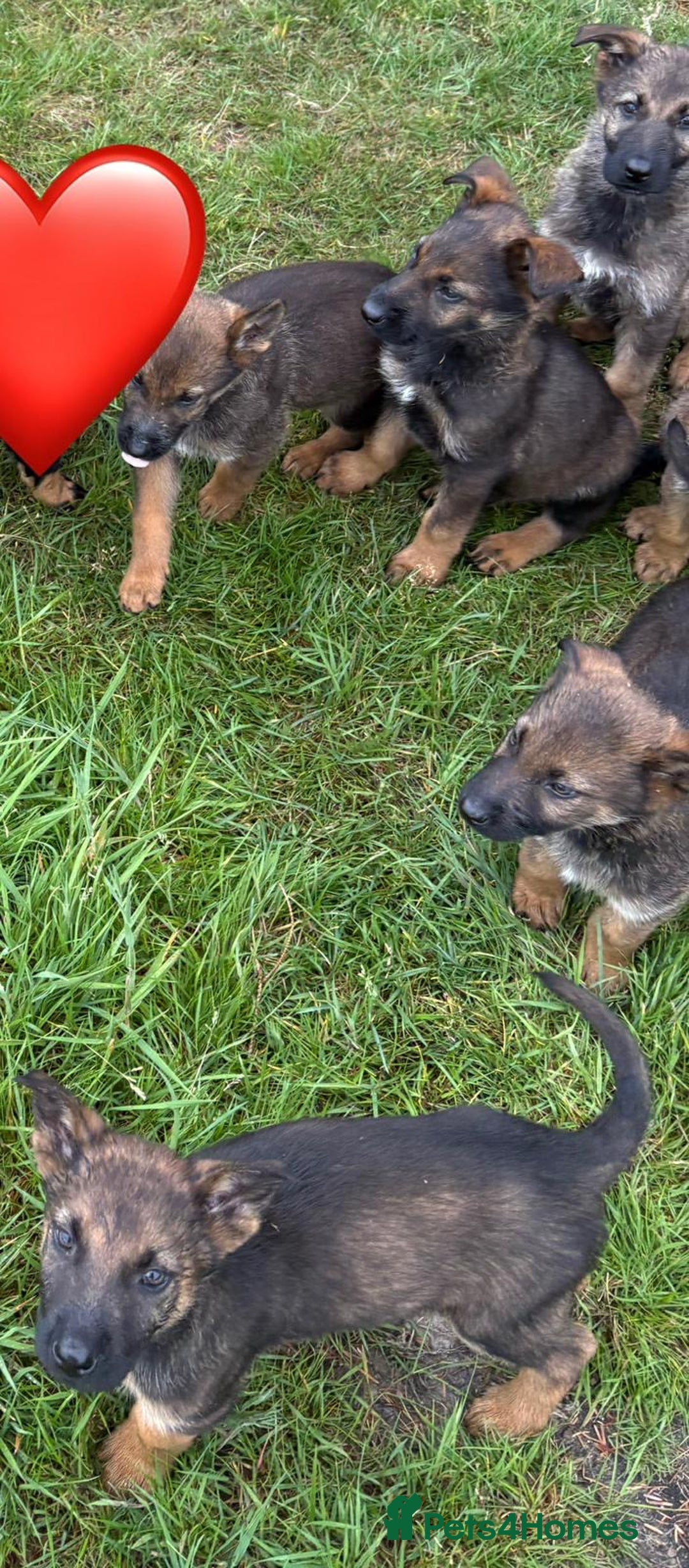 German Shepherd dogs for sale: German shepherd  - Image 4