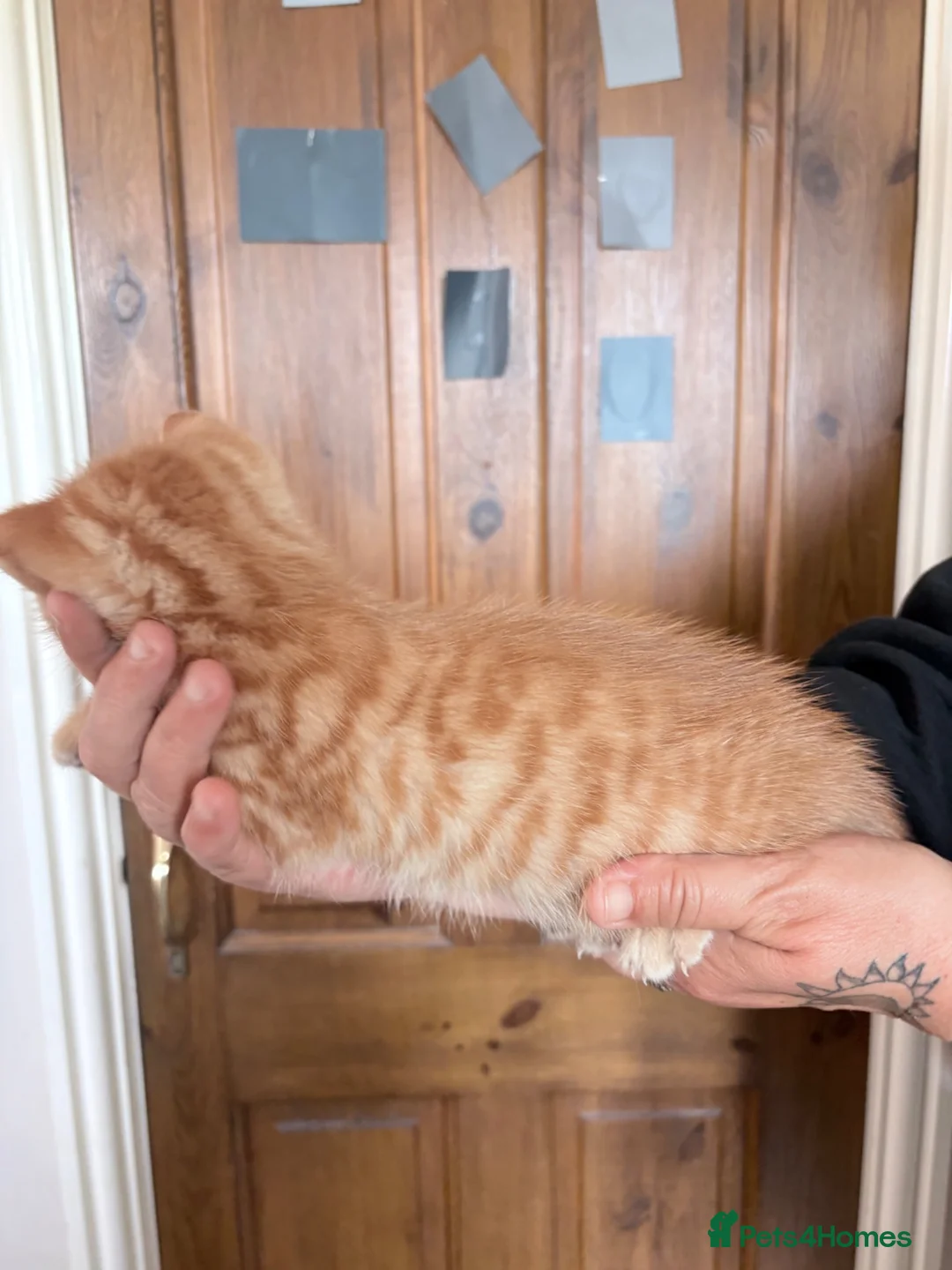 Domestic Shorthair cats for sale: 2 beautiful ginger baby’s  - Advert 2