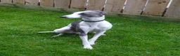 Whippet dogs for stud: Full cream kc and blue white parti kc for stud in Crook - Advert 13