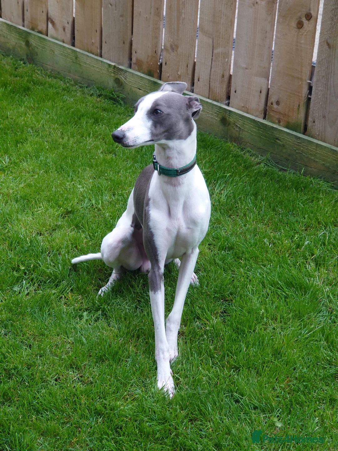 Whippet dogs for stud: Full cream kc and blue white parti kc for stud in Crook - Advert 13