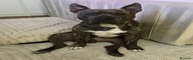 Staffordshire Bull Terrier 1