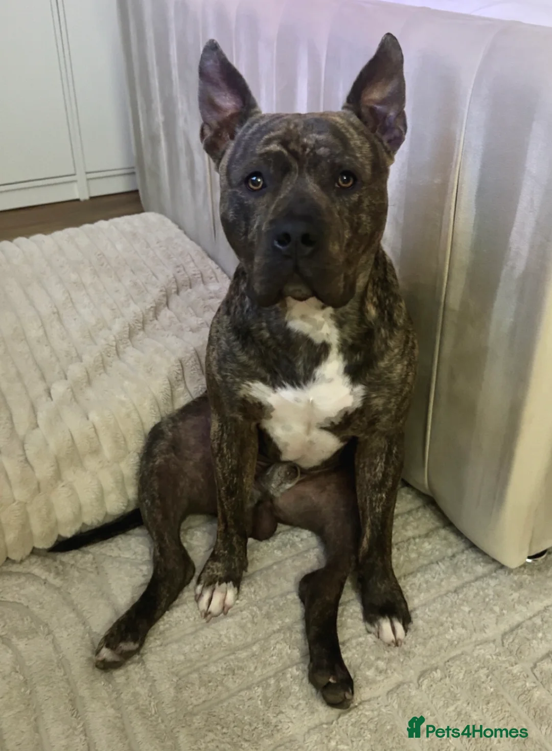 Staffordshire Bull Terrier dogs for sale: Rex Male  - Advert 2