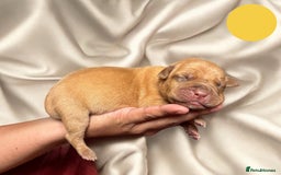 Dogue De Bordeaux dogs for sale: KC reg Dogue de Bordeaux puppies  - Image 8