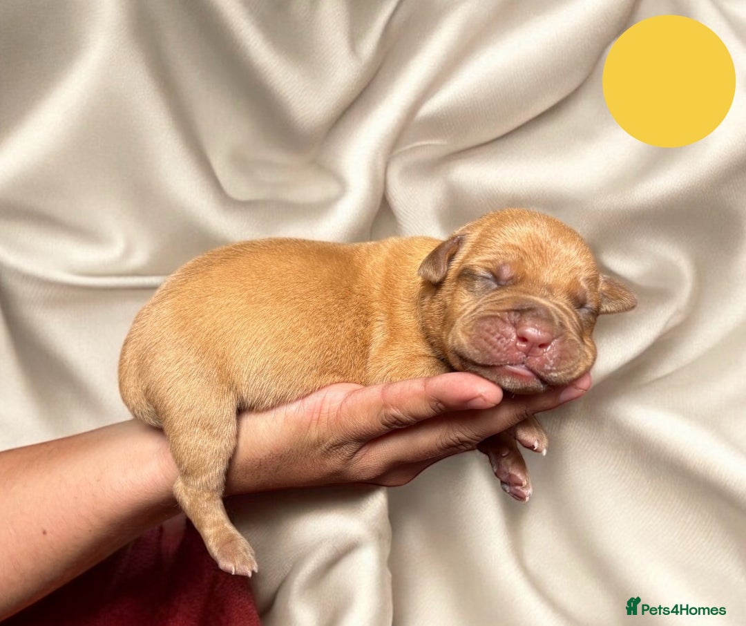 Dogue De Bordeaux dogs for sale: KC reg Dogue de Bordeaux puppies  - Image 8