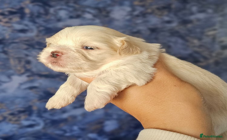 Shih Tzu dogs - Advert 14