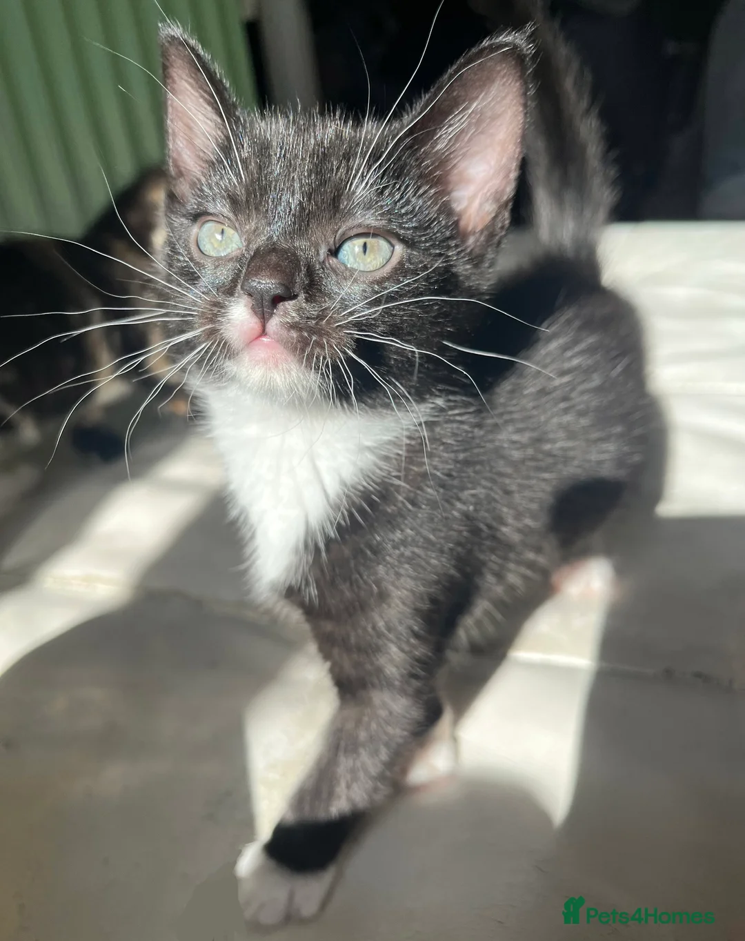 Domestic Shorthair cats for sale: Kitten for sale - Advert 1