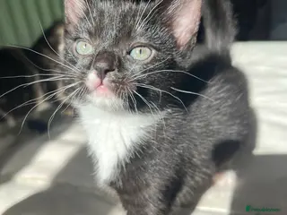 Domestic Shorthair cats Kitten for sale - Advert 5