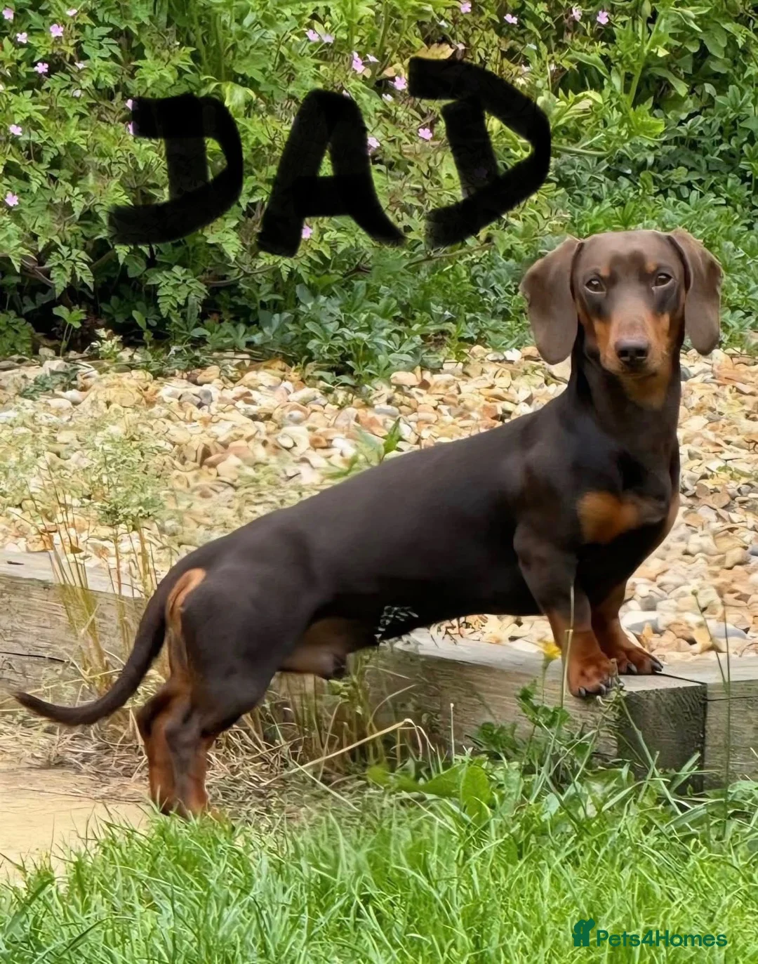 Miniature Dachshund dogs for sale: KC Reg Miniature Chocolate & Tan Dachshunds - Advert 2