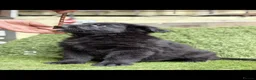 German Shepherd dogs for sale: German Shepard puppies  - Advert 9