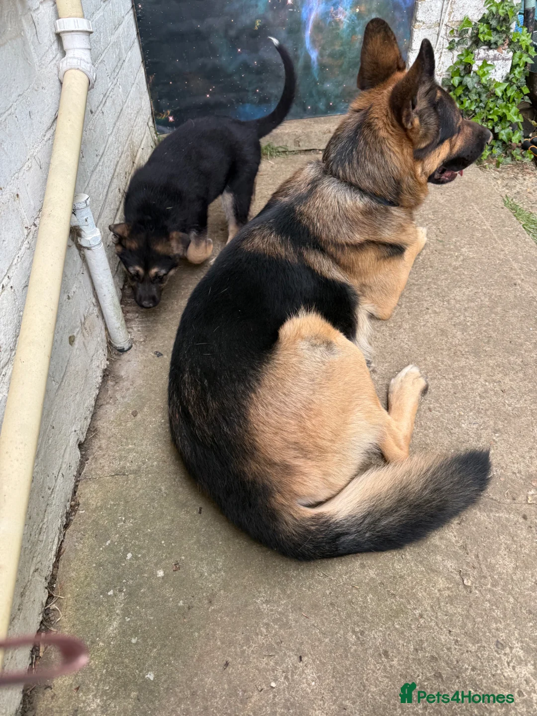 German Shepherd dogs for sale: Mr Julian shilling  - Advert 3