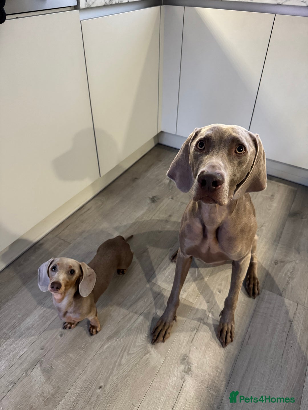 Miniature Dachshund dogs for sale: 9 month, KC registered miniature dachshund  - Advert 13