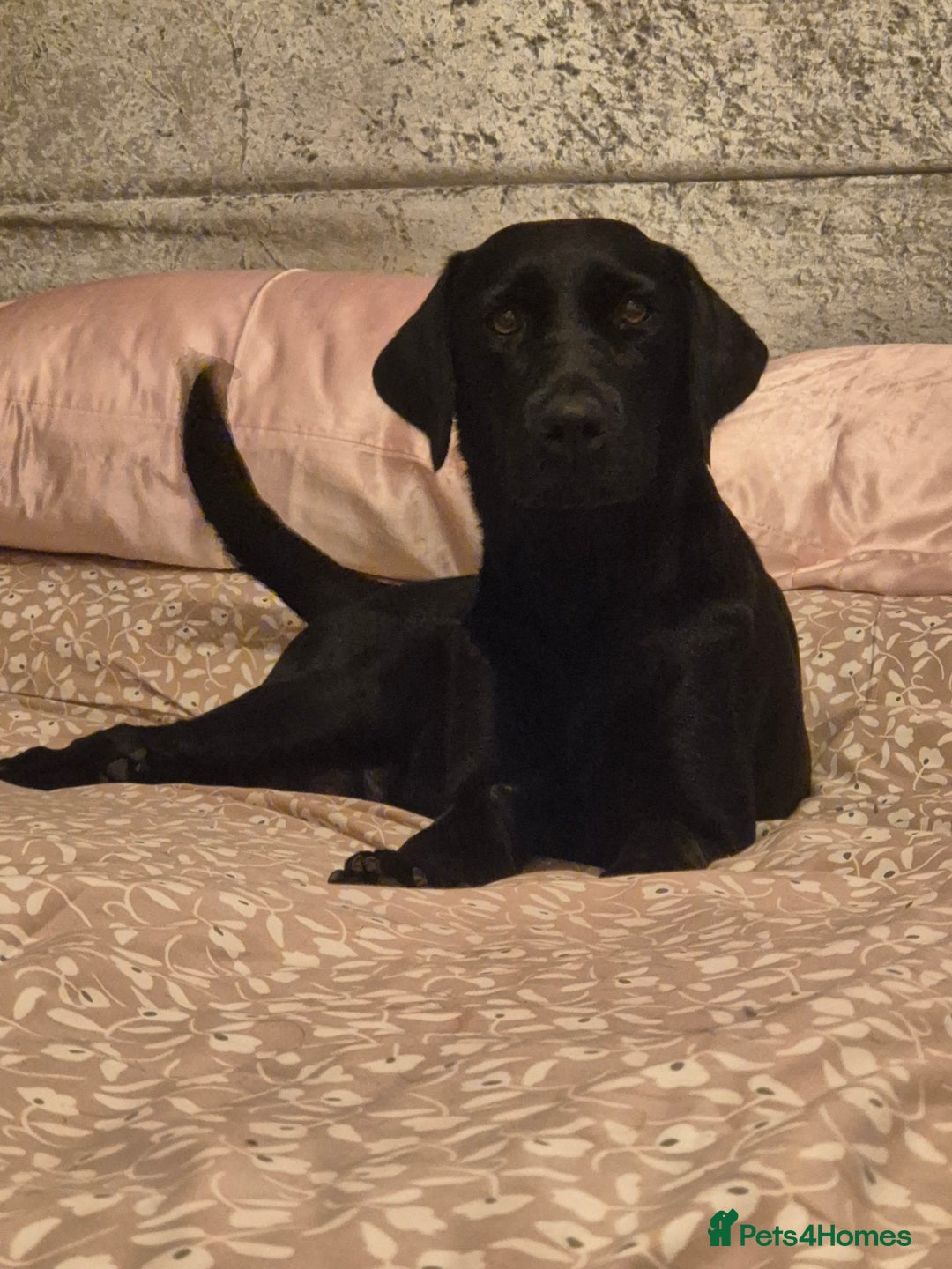 Labrador Retriever dogs for sale: Beautiful yellow male labrador puppy - Advert 2