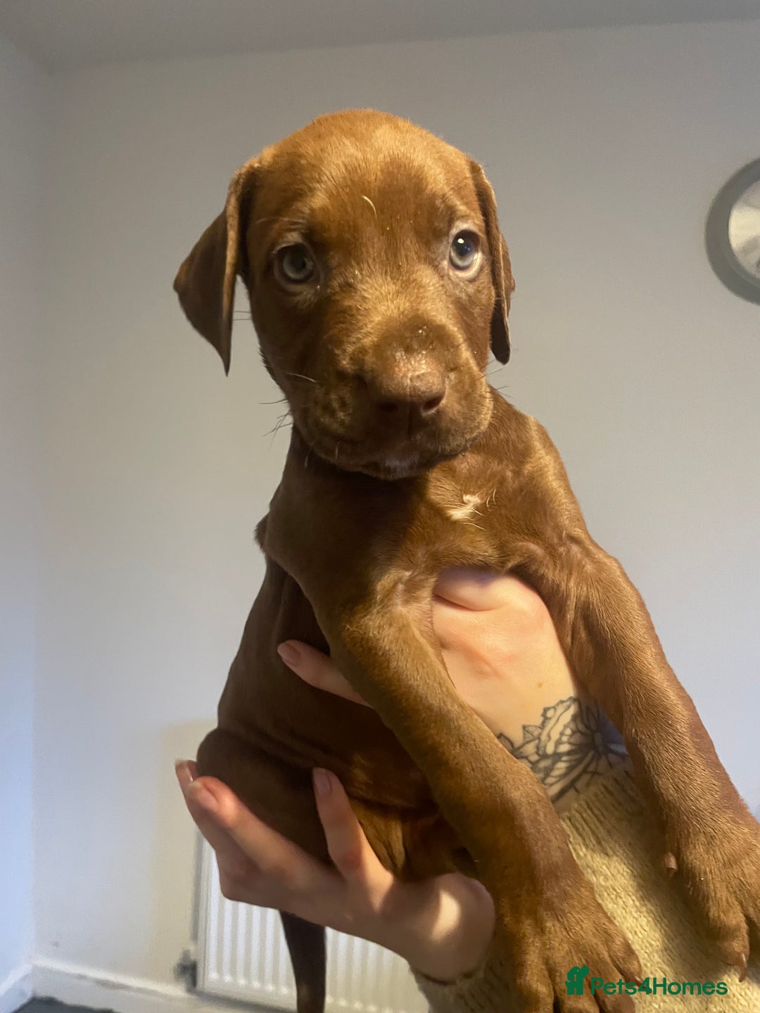 Mixed Breed dogs for sale: Doberman pups  - Advert 14