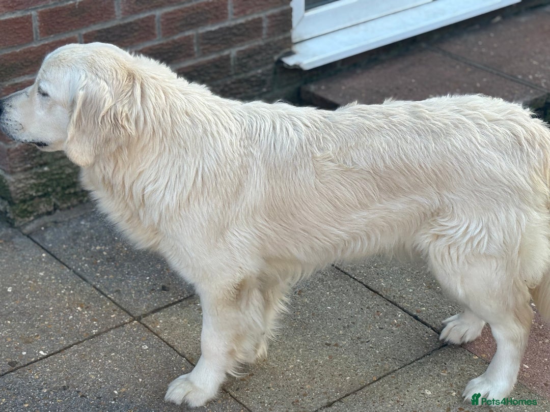 Golden Retriever dogs for sale: Champion line KC reg Golden Retriever pups - Image 20
