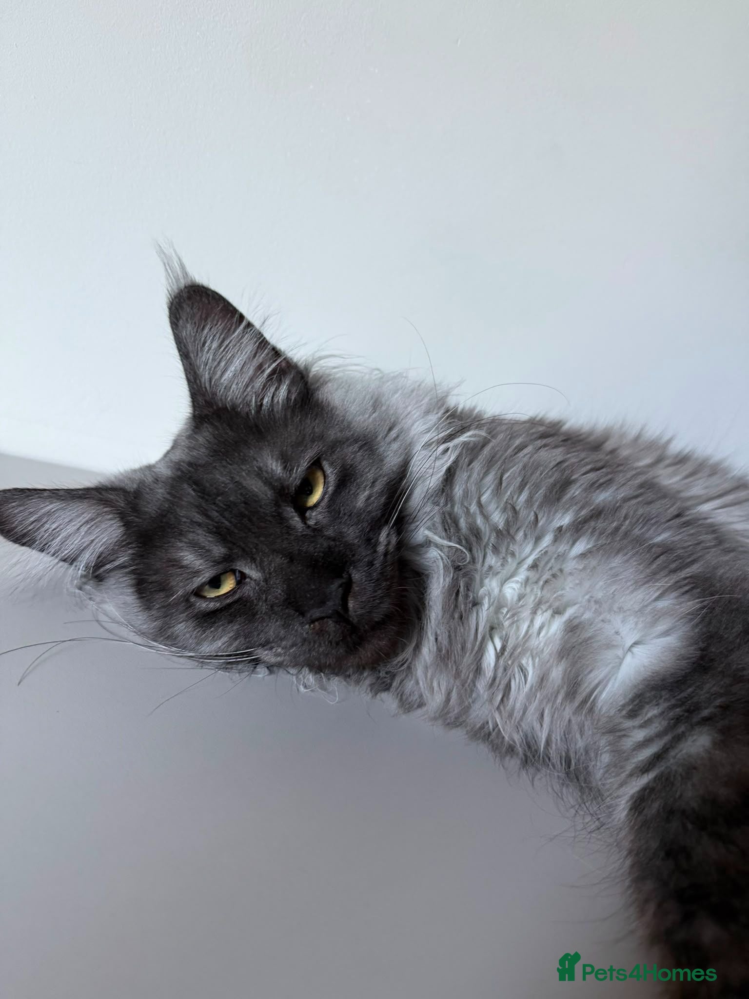 Maine Coon cats Maine coon - Advert 5