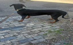 Dobermann dogs for sale: Doberman - Image 6